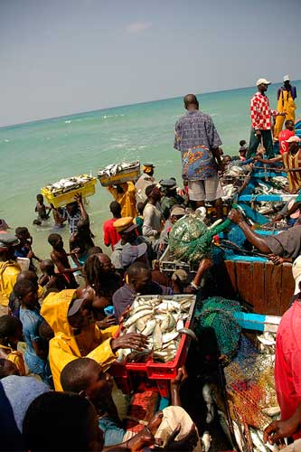 Débarquement de pélagique au Sénégal