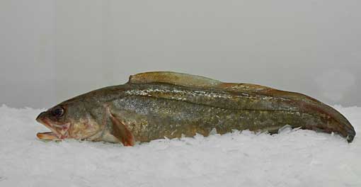 Produit Ikagel poissons divers